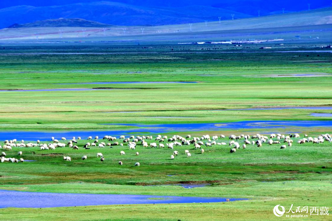 水草豐美的草原，牛羊悠閑覓食。人民網 李海霞攝