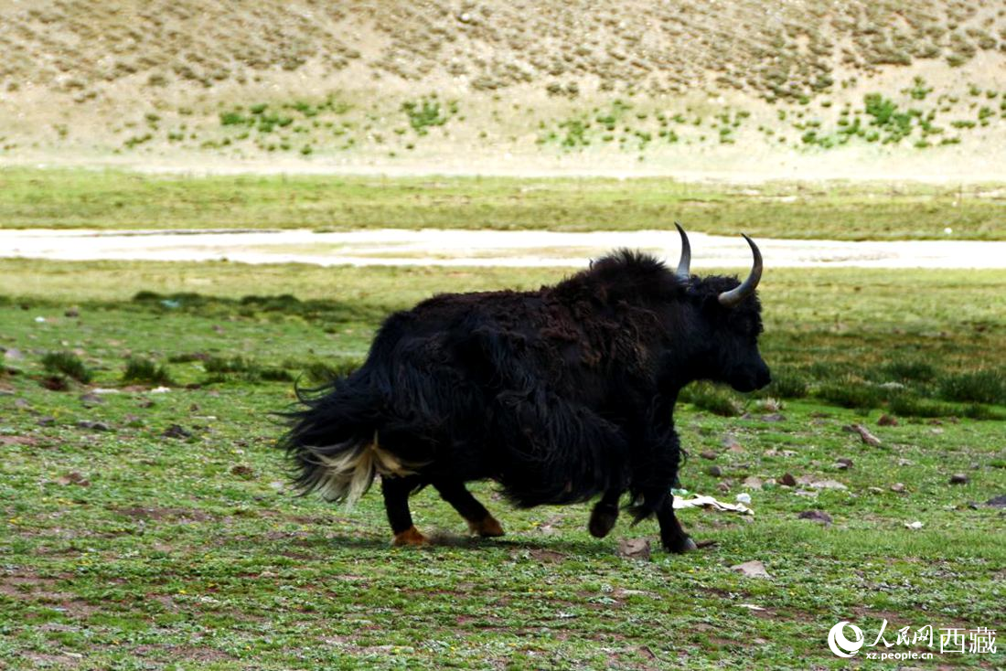 牦牛在草原撒歡兒。人民網 李海霞攝