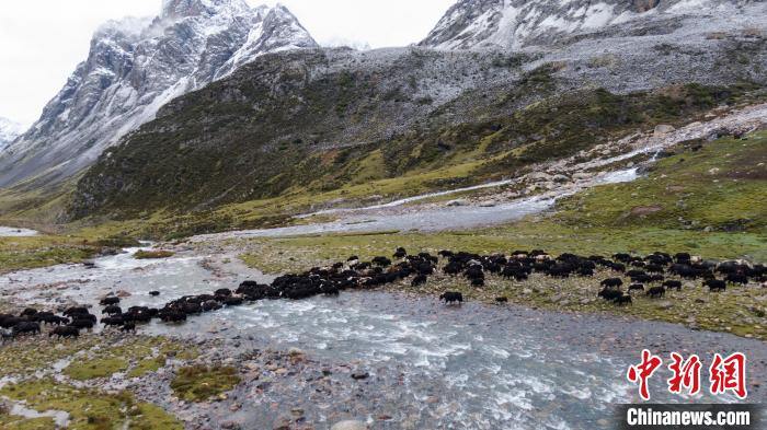 圖為轉場中的牦牛。 洛克 攝