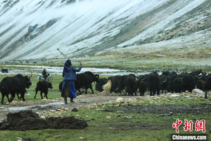 圖為牧民在趕牦牛。 洛克 攝