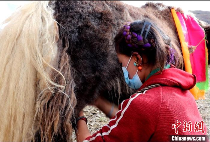 圖為牧民正在擠奶。 日喀則文聯供圖