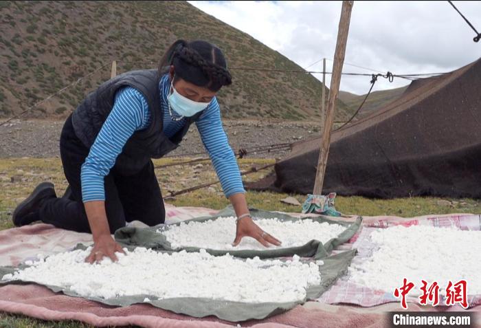 圖為牧民正在制作奶渣。 日喀則文聯供圖