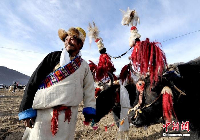 資料圖為2013年3月16日，拉薩市堆龍德慶區(qū)德慶村的農(nóng)民牽著牦牛參加春耕儀式，按照傳統(tǒng)方式由牦牛開第一犁。 <a target='_blank' href='/'><p  align=