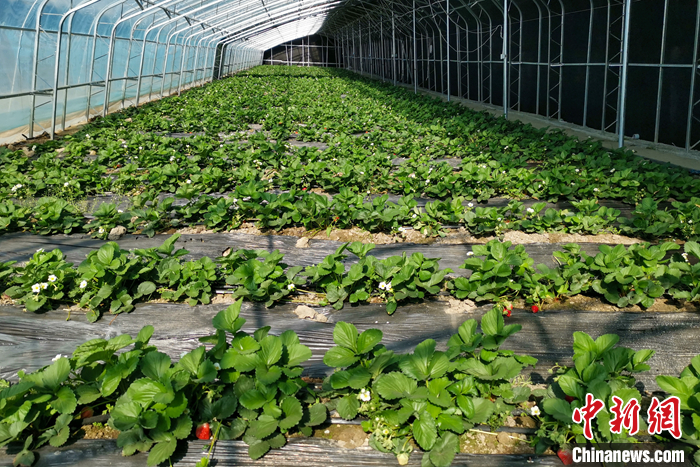 圖為10月21日，康馬縣薩馬達鄉高原溫室大棚內的草莓長勢良好。<a target='_blank' href='/'><p  align=