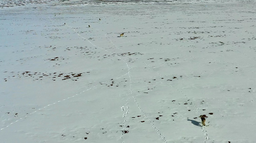 天地一色，狼群在雪地里不斷地向前奔跑。