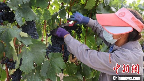 圖為當?shù)卮迕癫烧咸选！∩侥仙Ｈ湛h委宣傳部提供