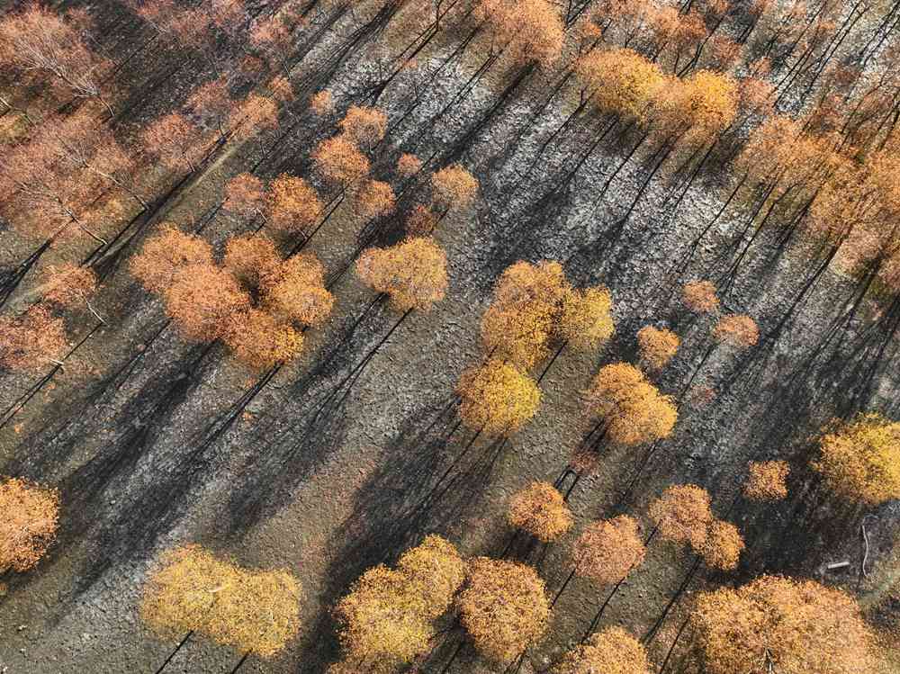 入冬時節，雅魯藏布江畔的樹林一片金黃。