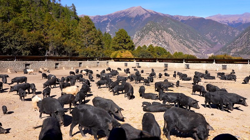 養殖基地里的藏香豬。