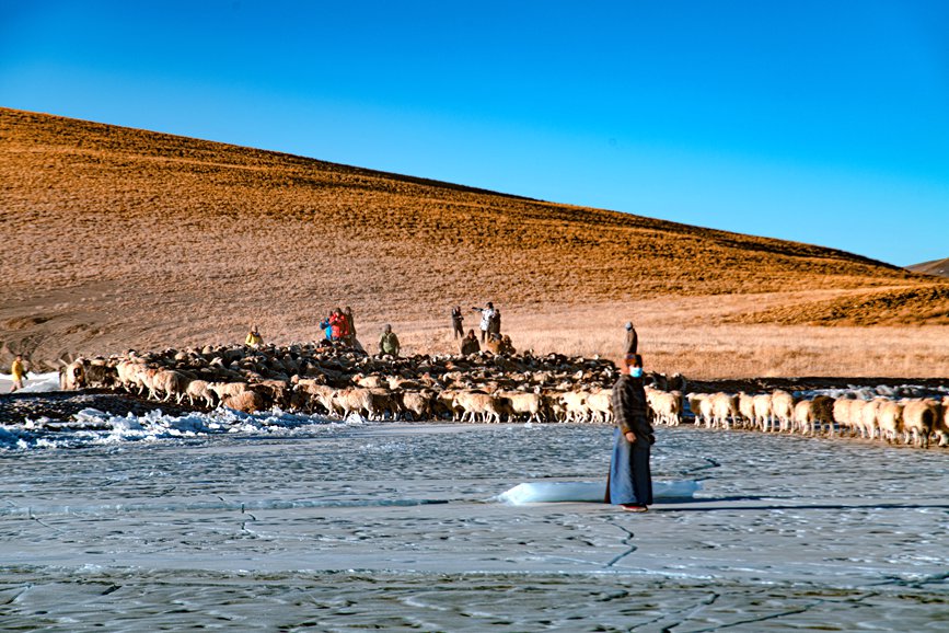 牧民趕著羊群，準(zhǔn)備通過(guò)冰面。 覃穎華攝