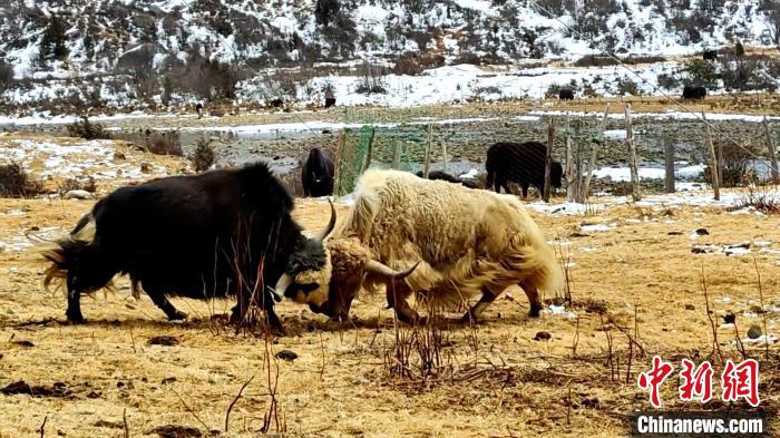 圖為角木那村生態散養的牦牛正在嬉戲。　巴桑曲扎 　攝