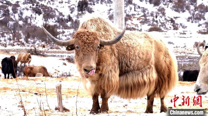 圖為角木那村生態散養的牦牛。　巴桑曲扎 　攝