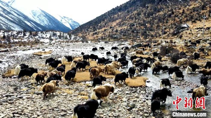 圖為角木那村生態散養的牦牛正在覓食?！『槿艉?攝