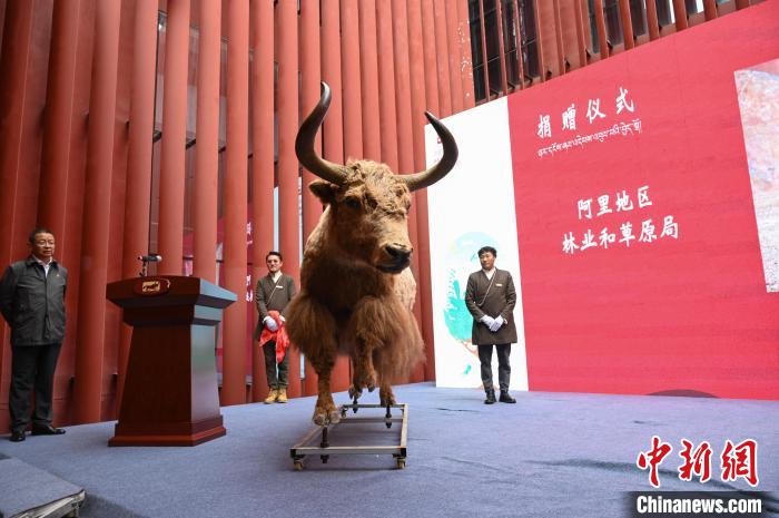圖為阿里地區林草局捐贈的金絲野牦牛標本。　趙朗 攝