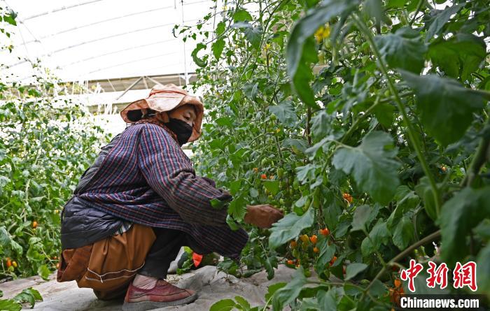 圖為巴珍在地里勞作。 趙朗 攝