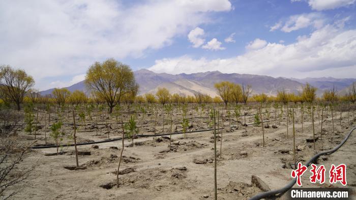 圖為位于乃東區(qū)雅魯藏布江河畔的“民族團(tuán)結(jié)同心林”已初具雛形。　乃東融媒供圖