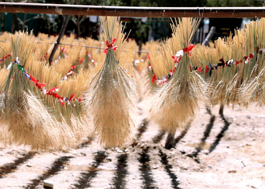 整個村莊沉浸在收獲的喜悅中。人民網 李海霞攝