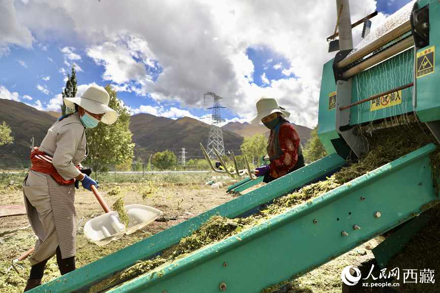 曲水茶巴拉村民正在包裝青飼玉米。人民網記者 次仁羅布攝