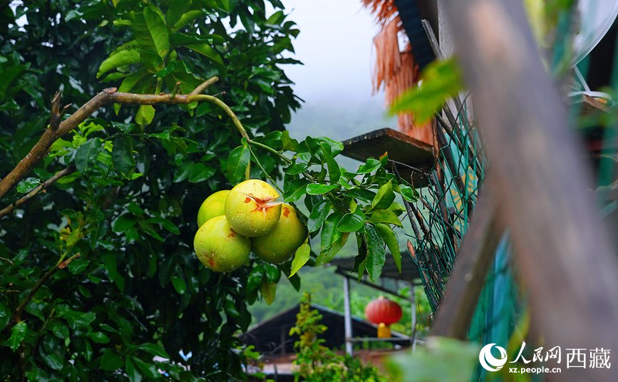 墨脫縣德興鄉德興村庭院果樹飄香。