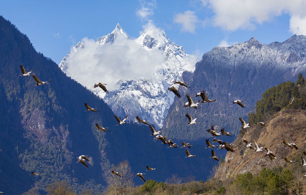 黑頸鶴蹁躚起舞美如畫。索多攝